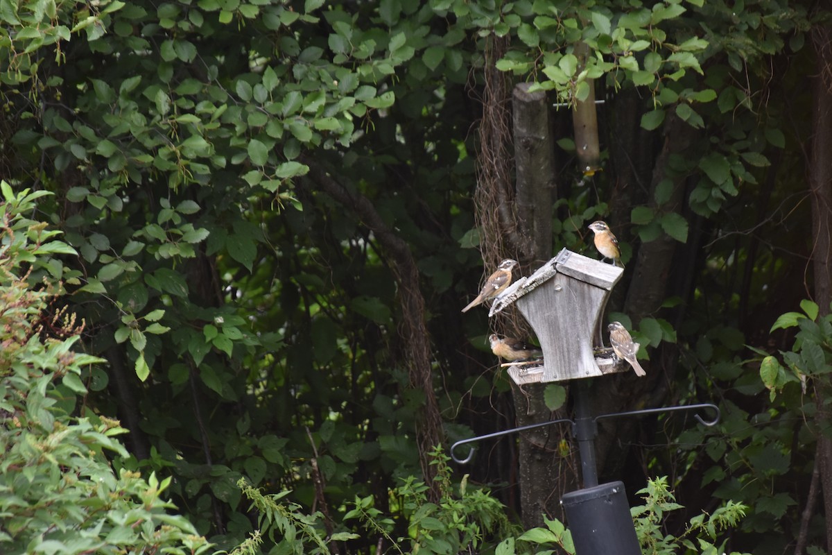 Rose-breasted Grosbeak - ML640906964