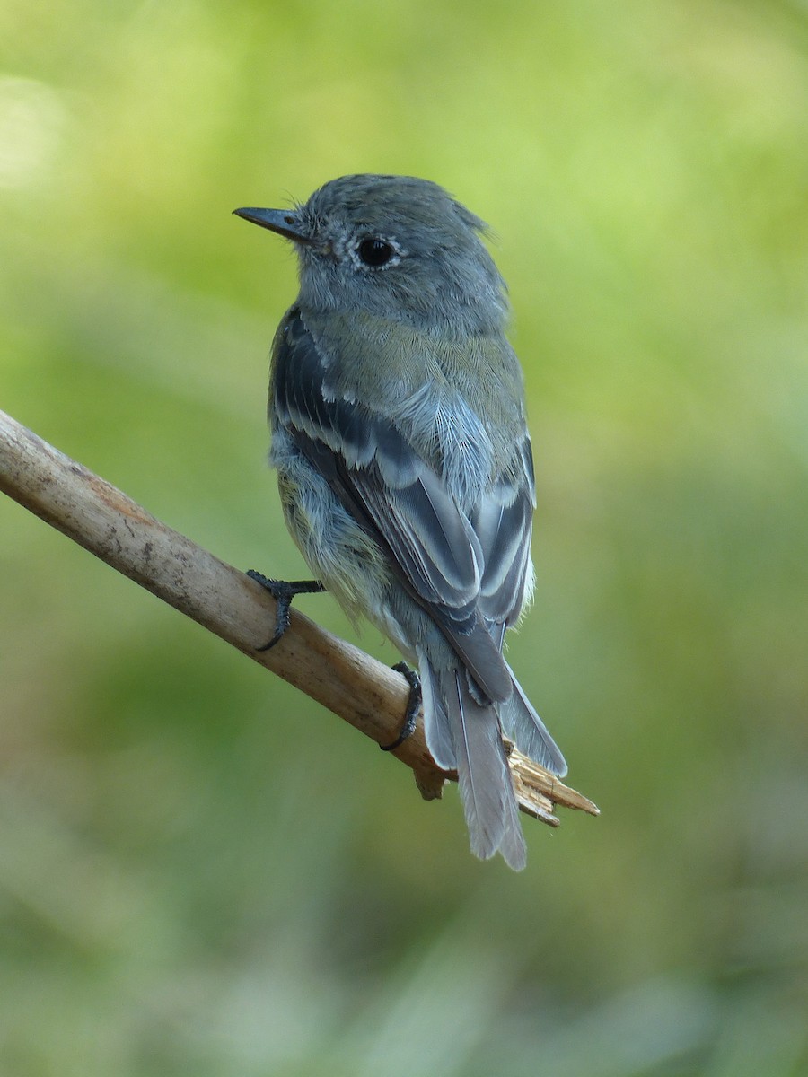 Hammond's Flycatcher - ML640906966
