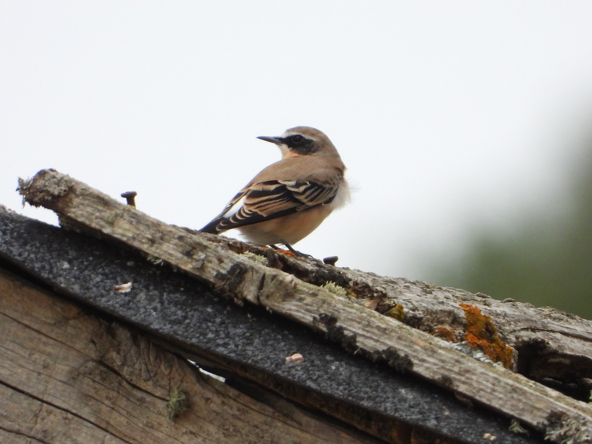 Northern Wheatear - ML640906977