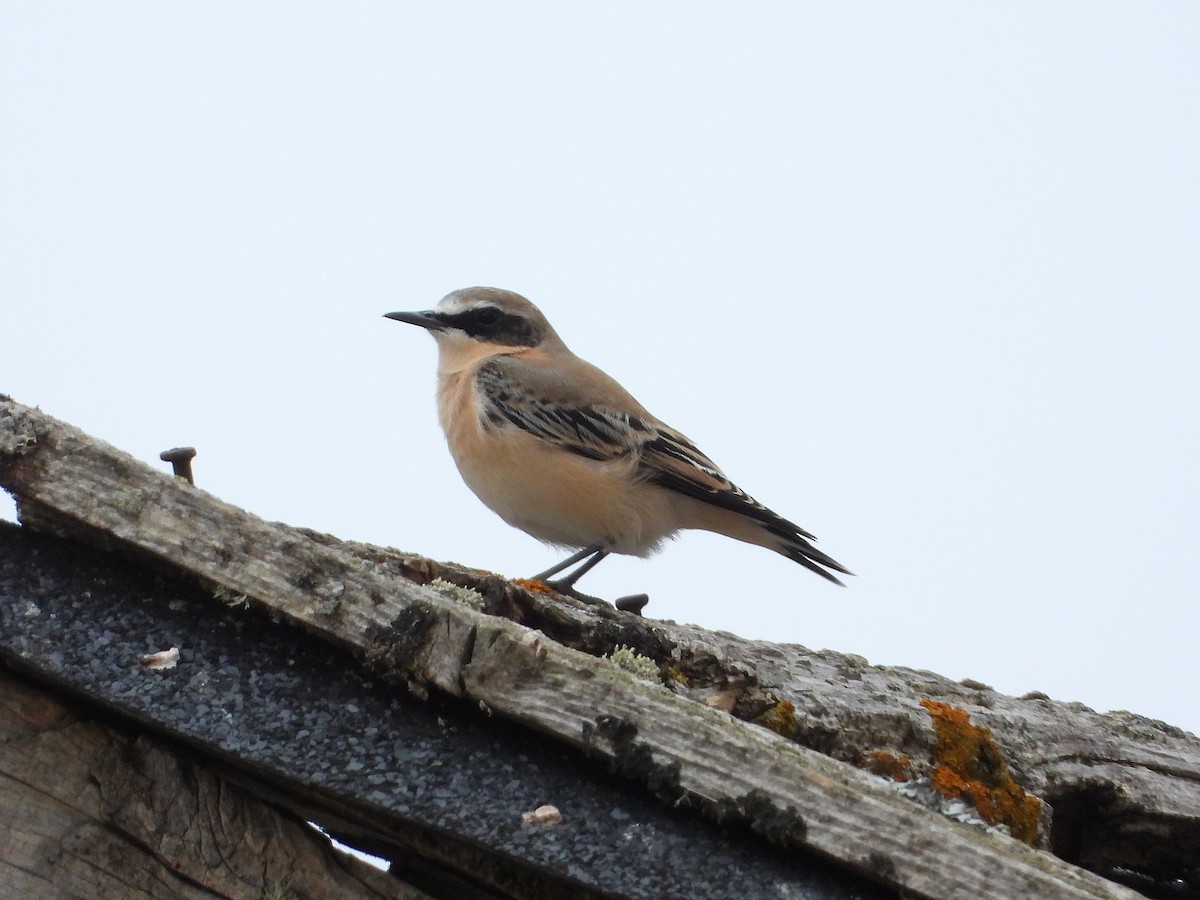 Northern Wheatear - ML640906978