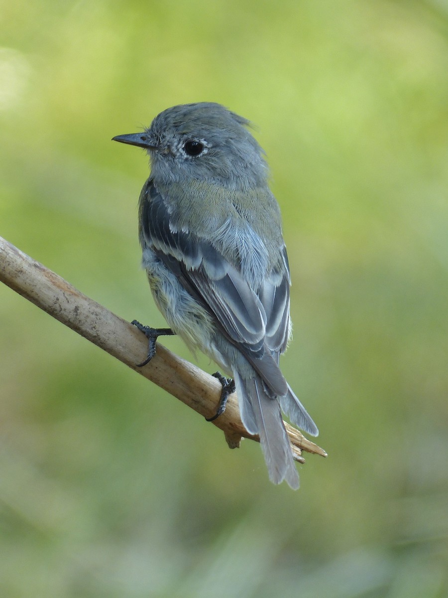 Hammond's Flycatcher - ML640906988