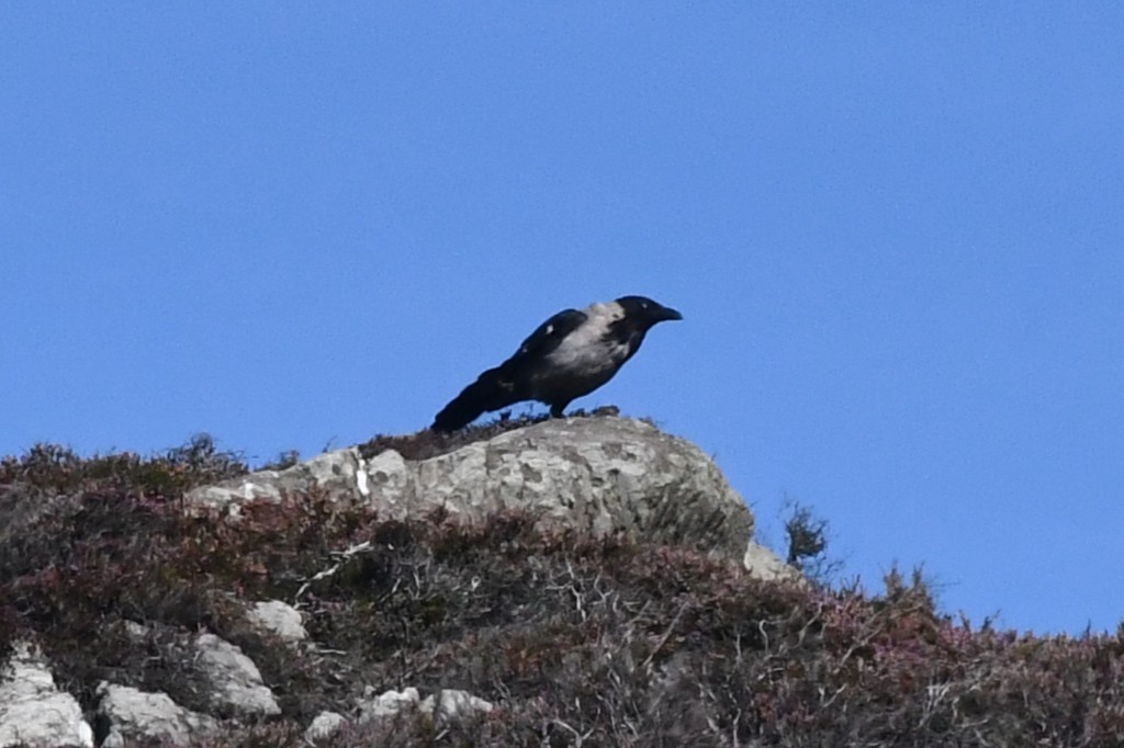 Hooded Crow - ML640907039