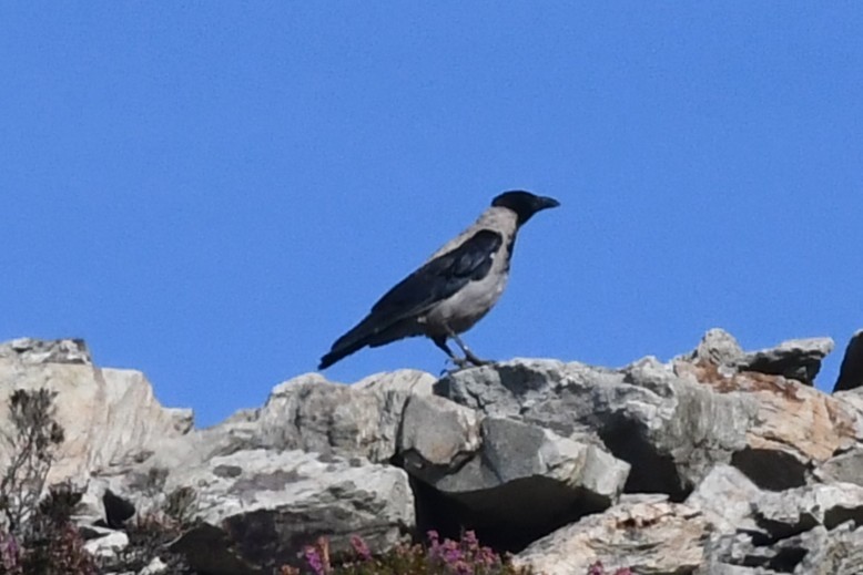 Hooded Crow - ML640907040
