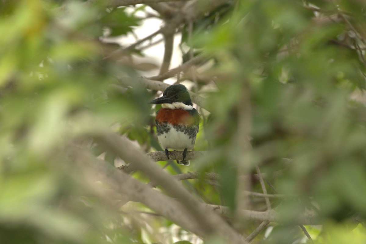 Green Kingfisher - ML640907073