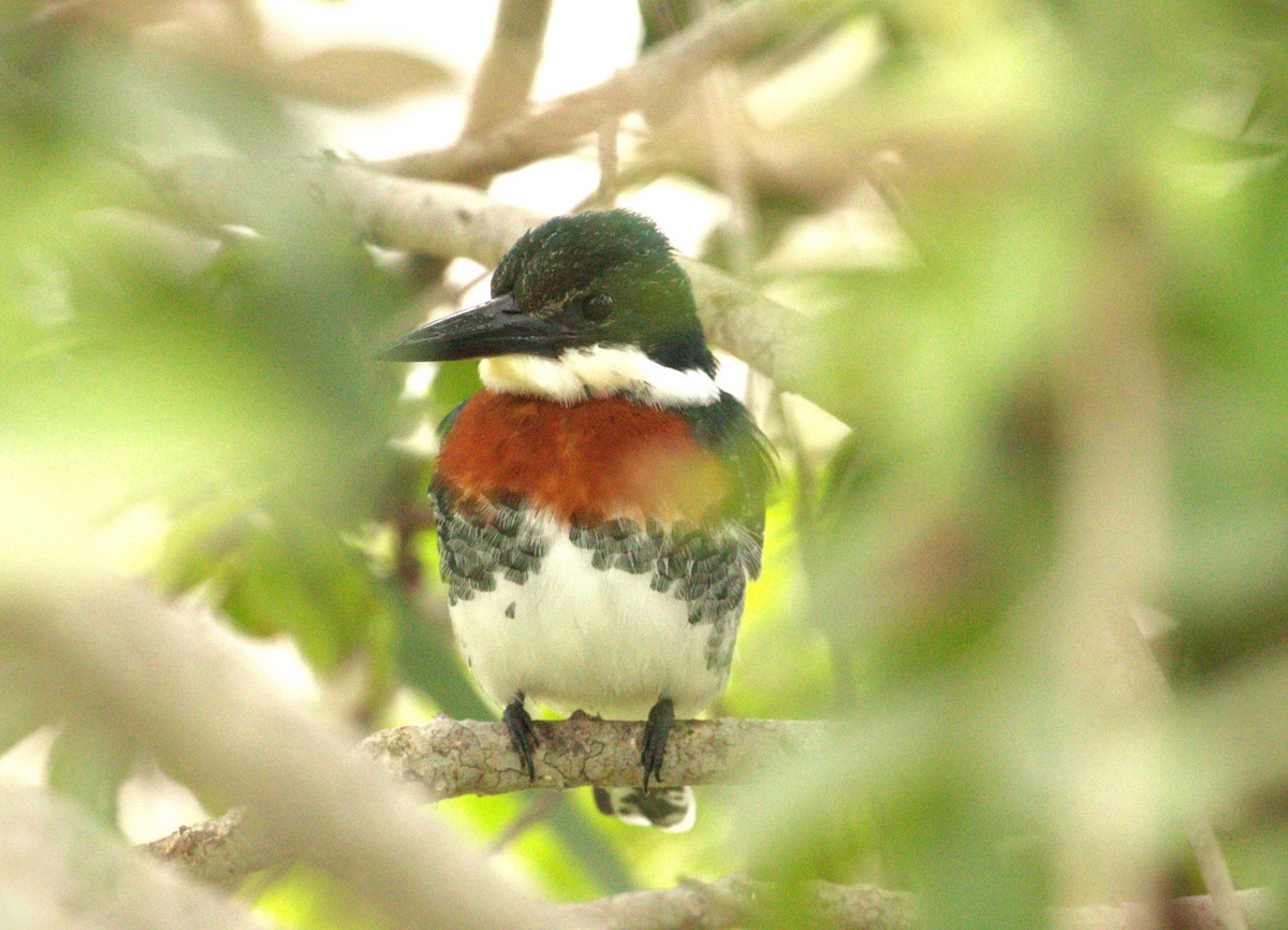 Green Kingfisher - ML640907141