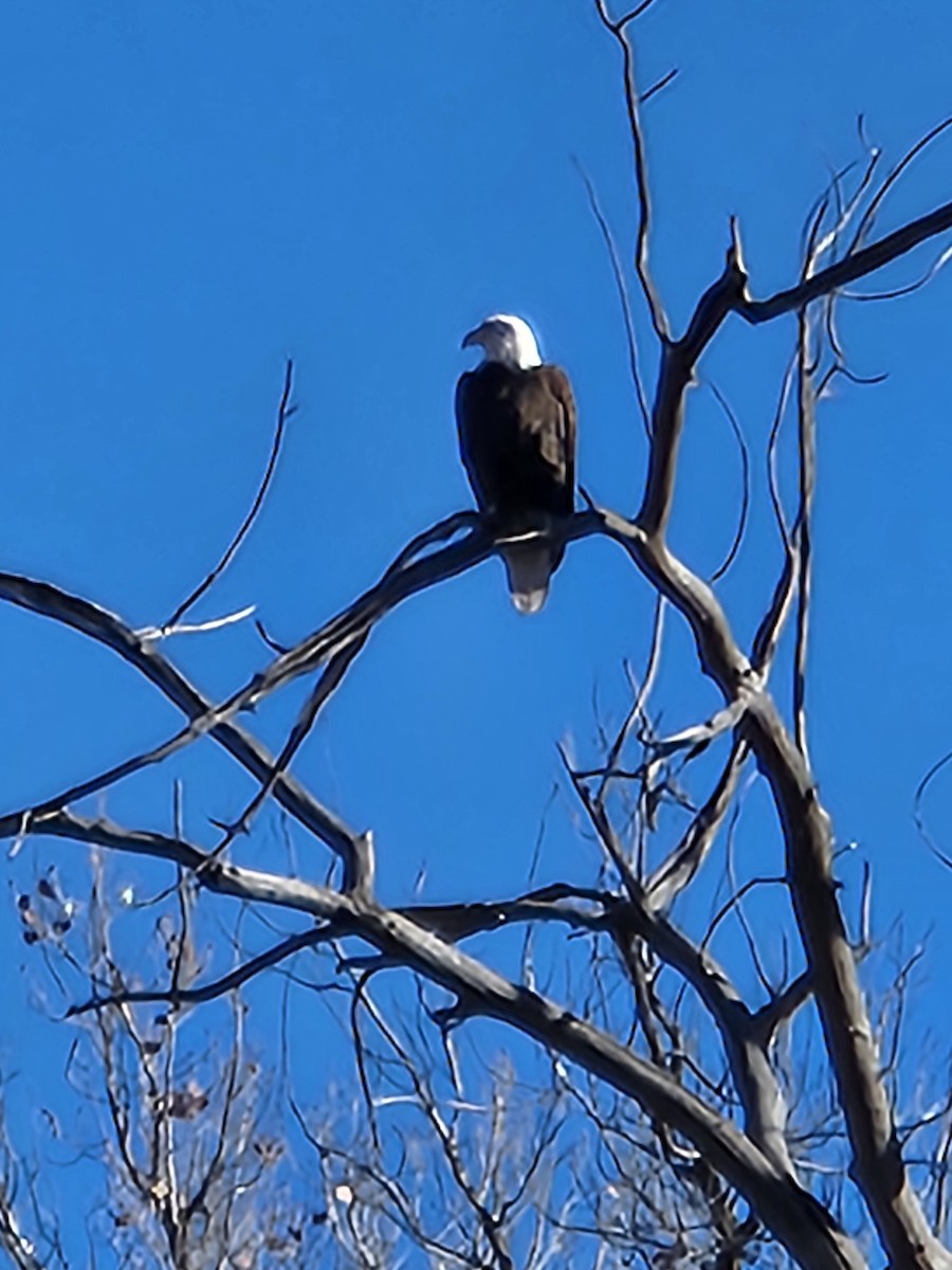 Bald Eagle - ML640907198