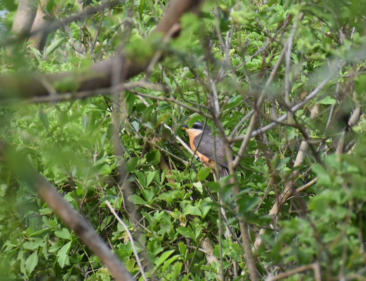 Mangrove Cuckoo - ML640907212