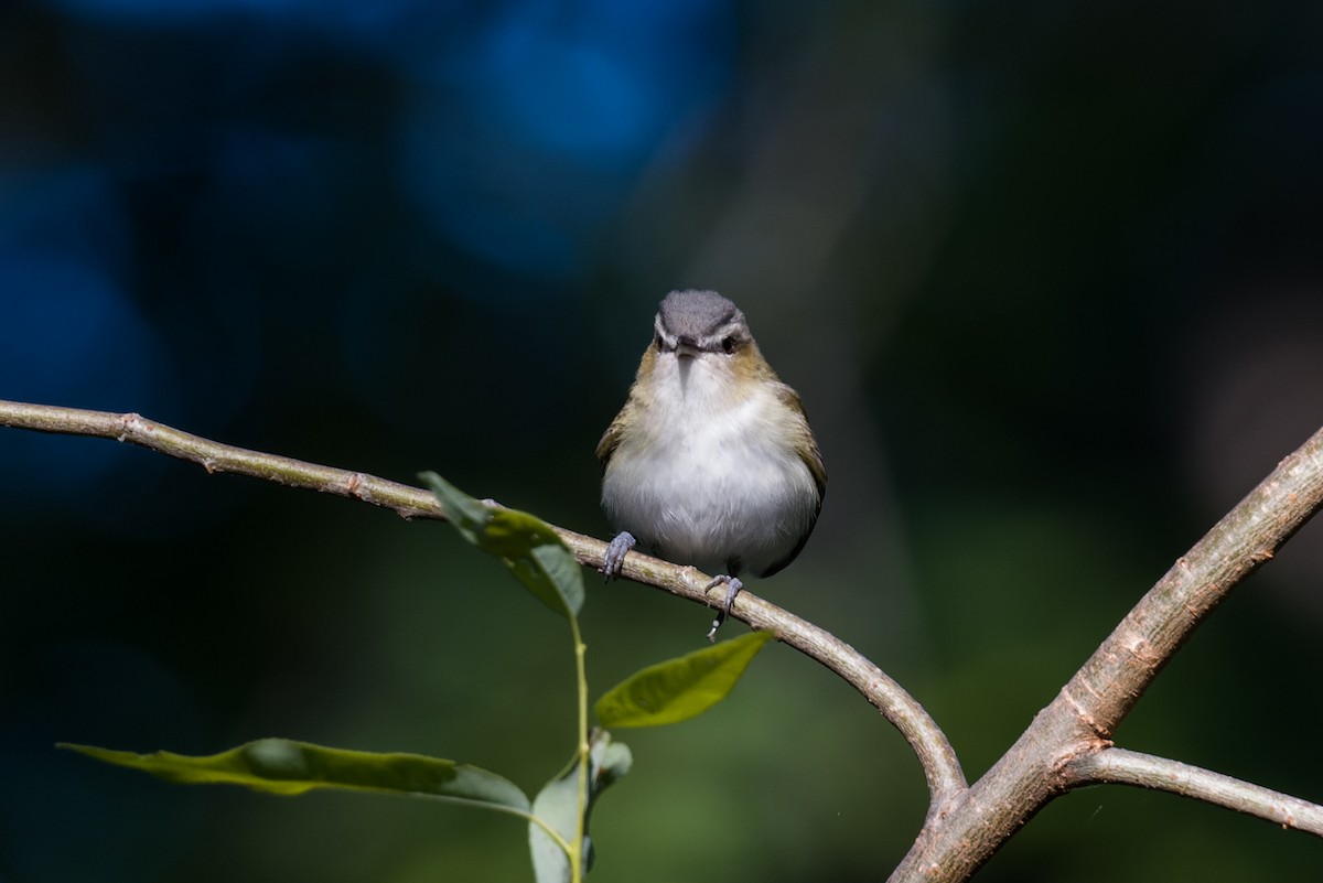 Kızıl Gözlü Vireo - ML640907223