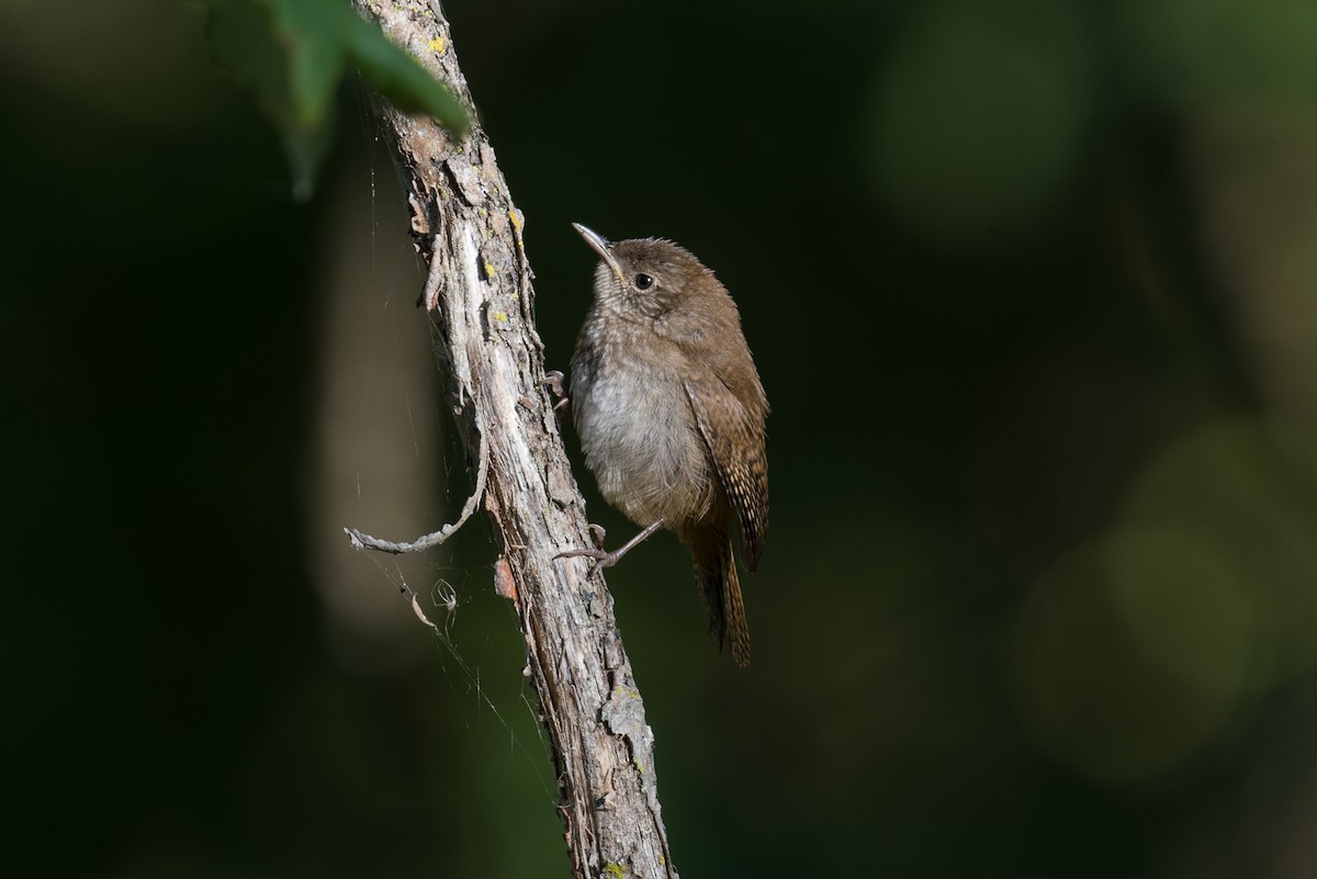 Ev Çıtkuşu - ML640907248