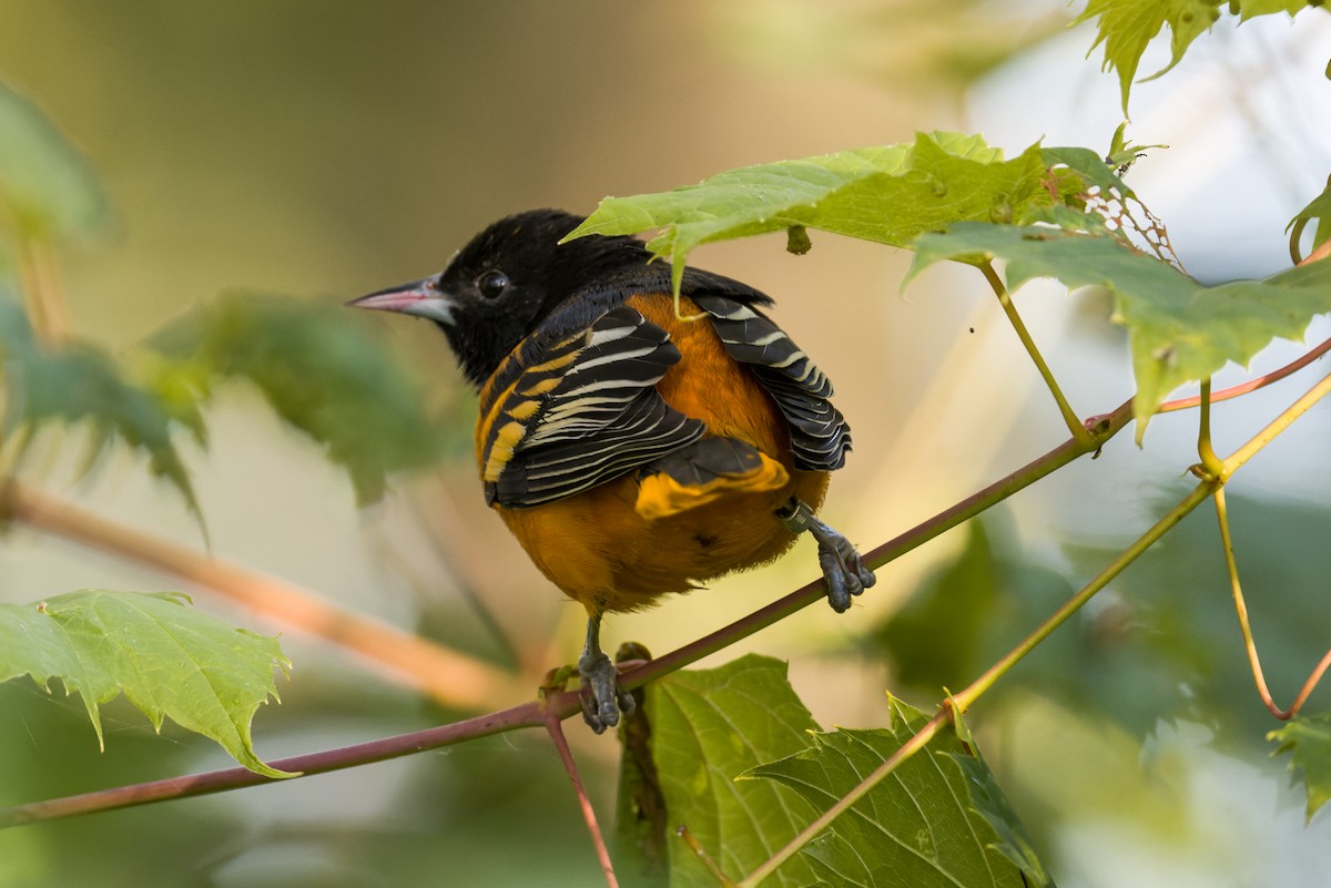 Baltimor Turpiyalı - ML640907261