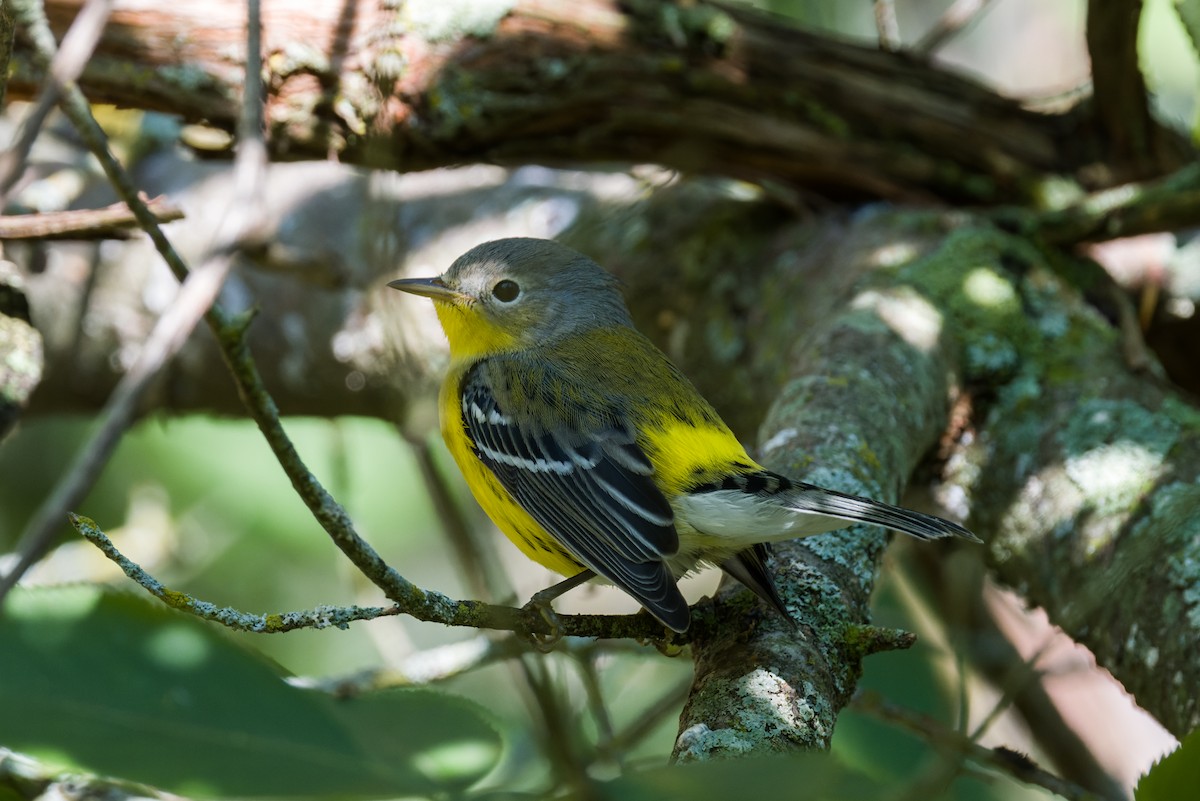 Manolya Ötleğeni - ML640907269