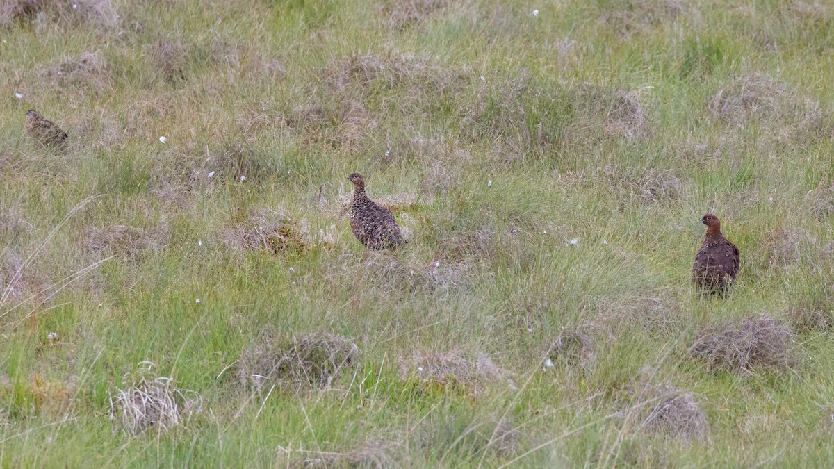 Willow Ptarmigan (Red Grouse) - ML640907280