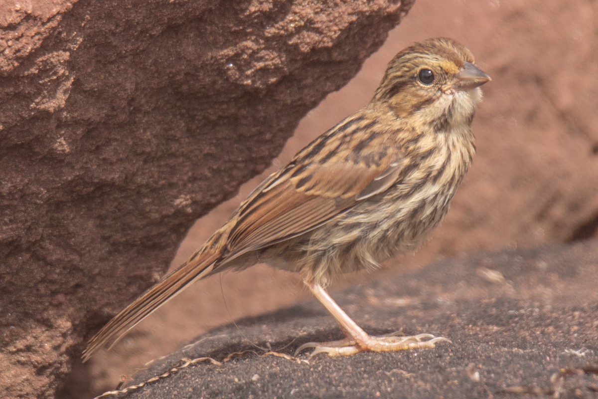 Savannah Sparrow - ML640907288