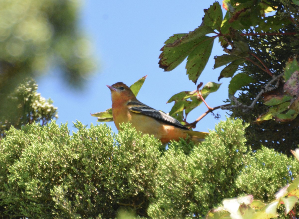 Baltimore Oriole - ML640907291