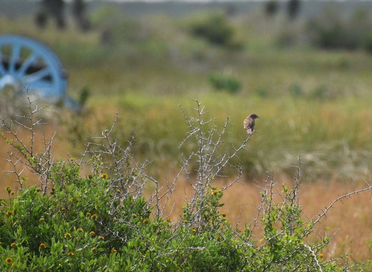 Botteri's Sparrow - ML640907295