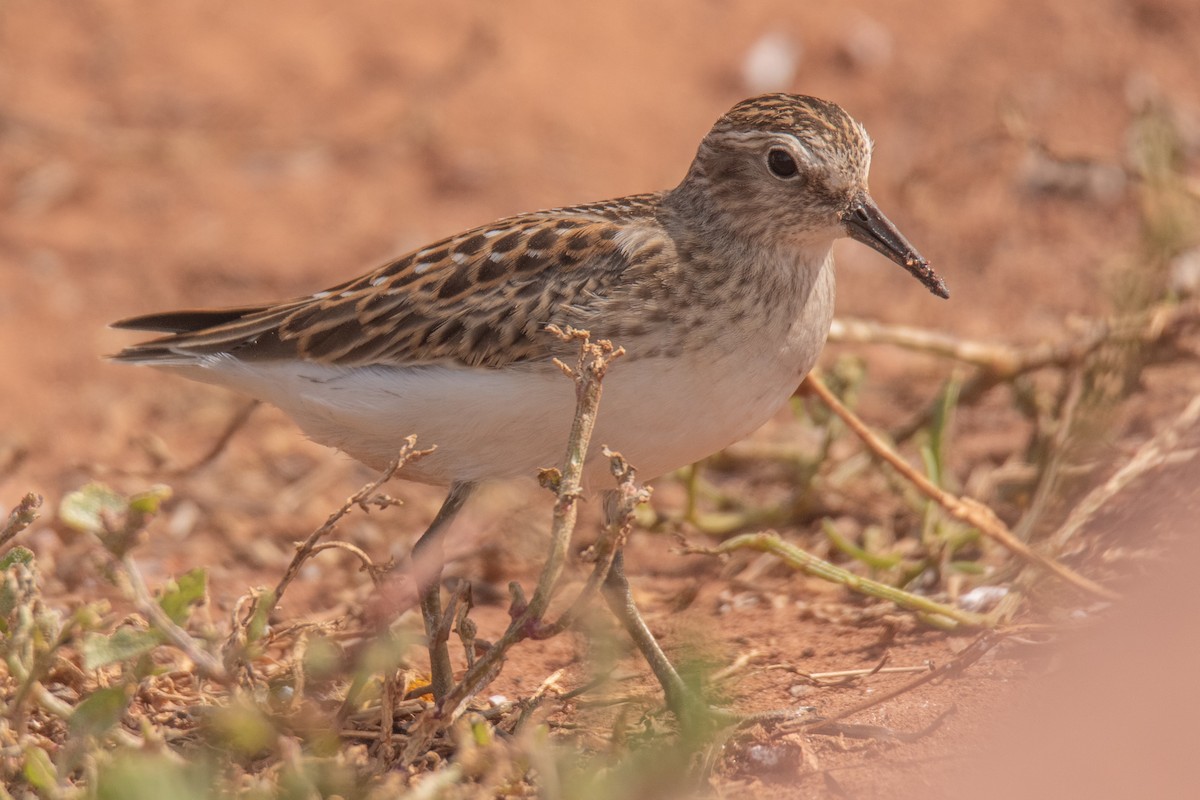 Least Sandpiper - ML640907297
