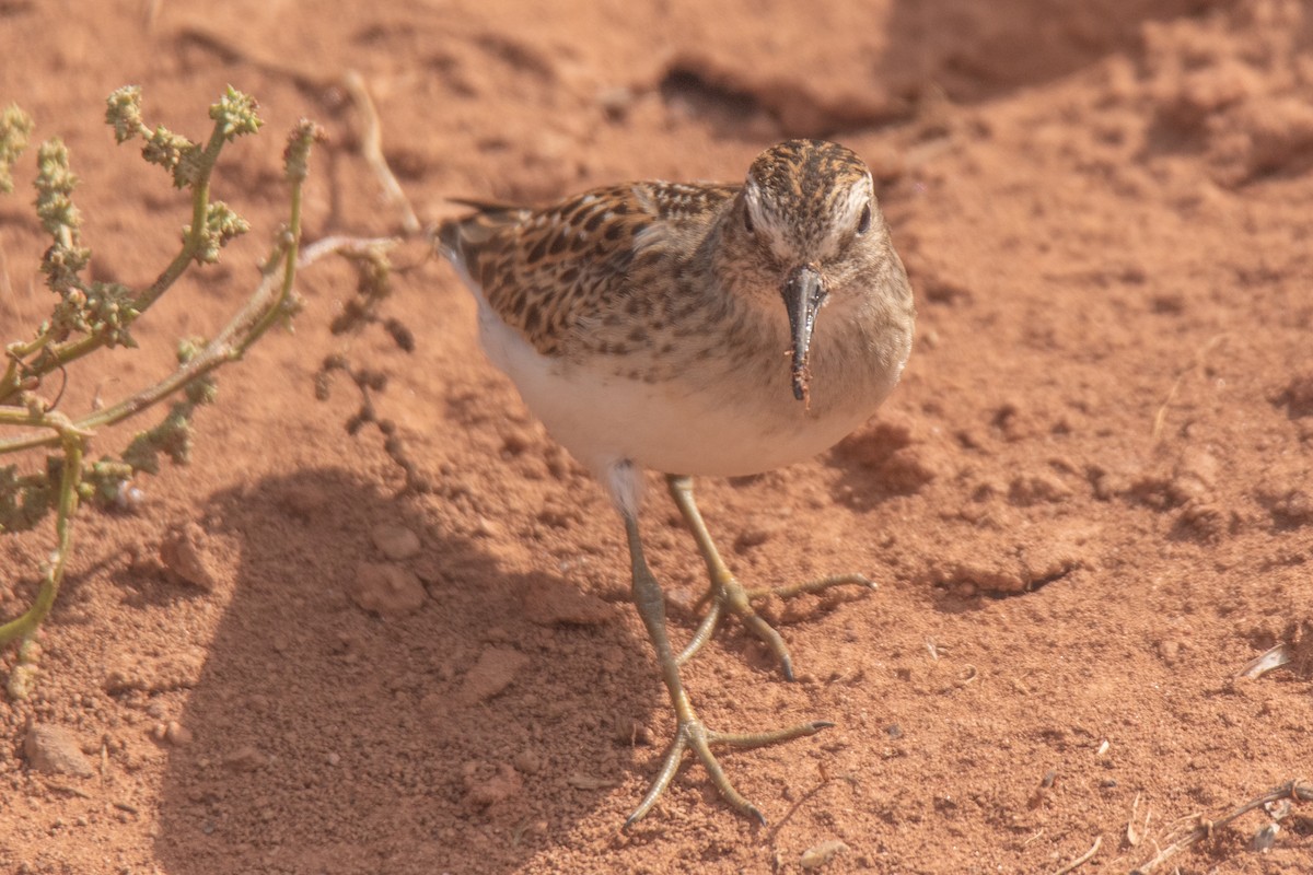 Least Sandpiper - ML640907298