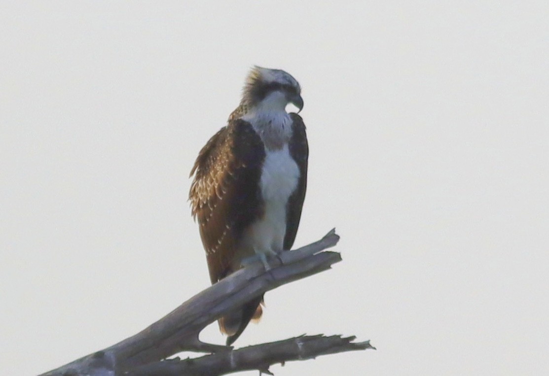 Osprey - ML640907302