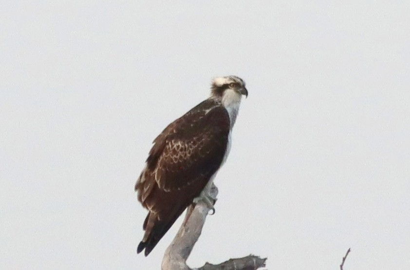Osprey - ML640907303