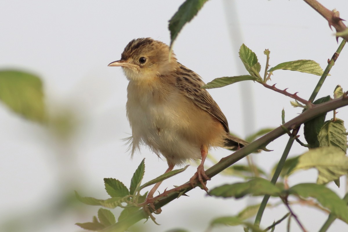 Zitting Cisticola - ML640907309