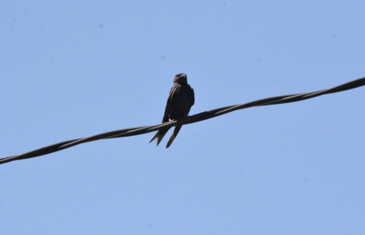 Purple Martin - ML640907315