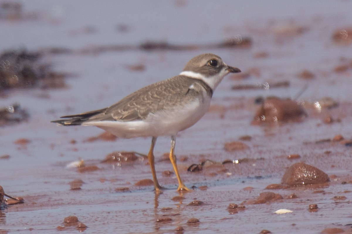 Semipalmated Plover - ML640907319