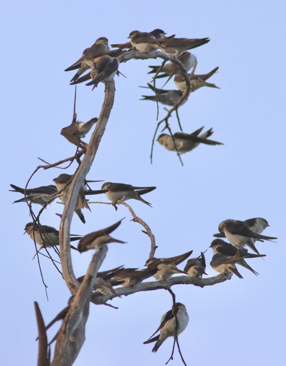 Western House-Martin - ML640907325