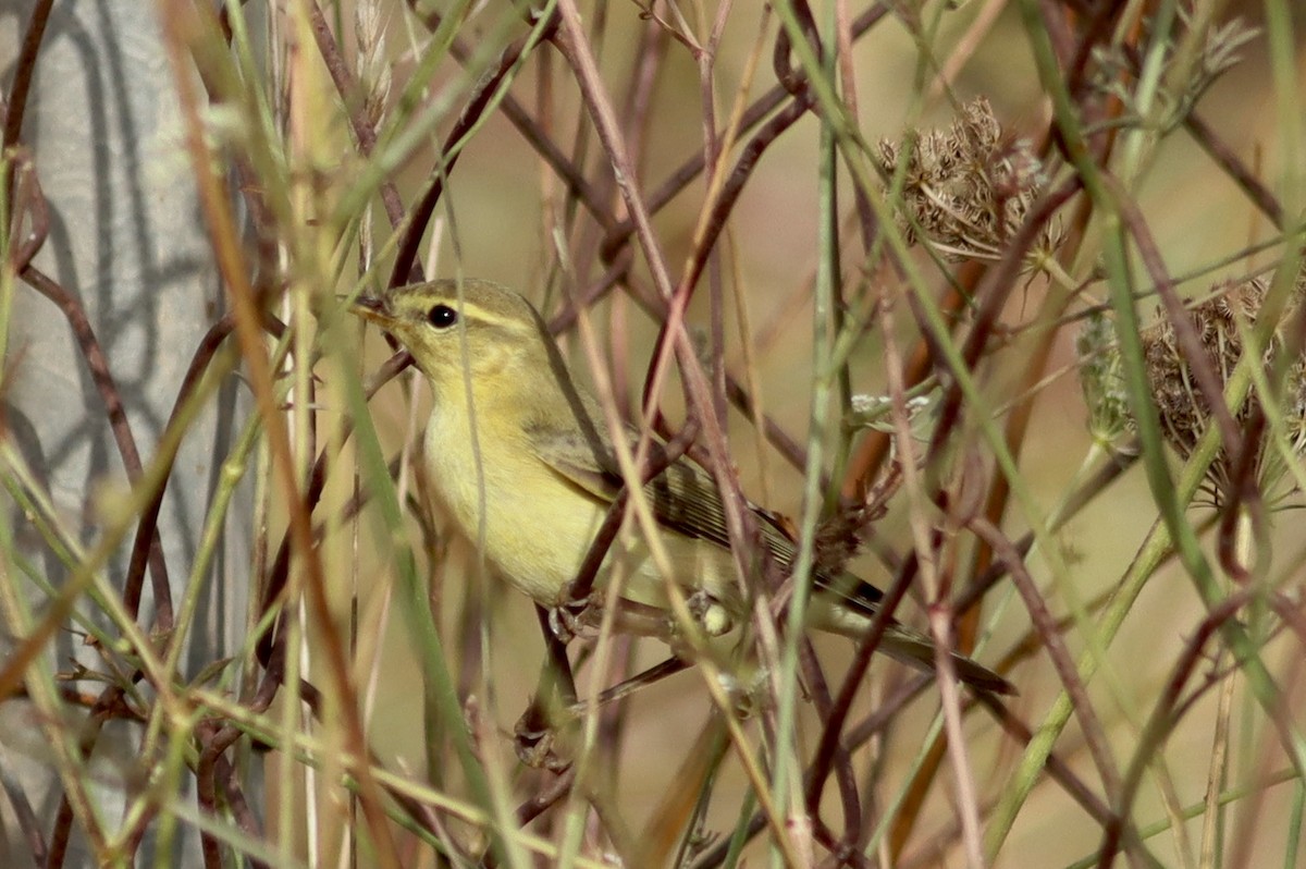 Willow Warbler - ML640907333