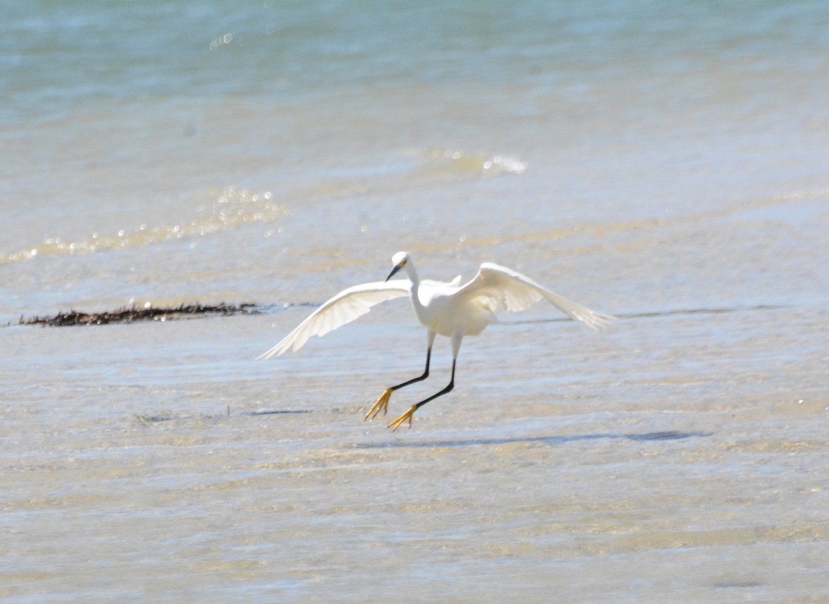 Snowy Egret - ML640907341