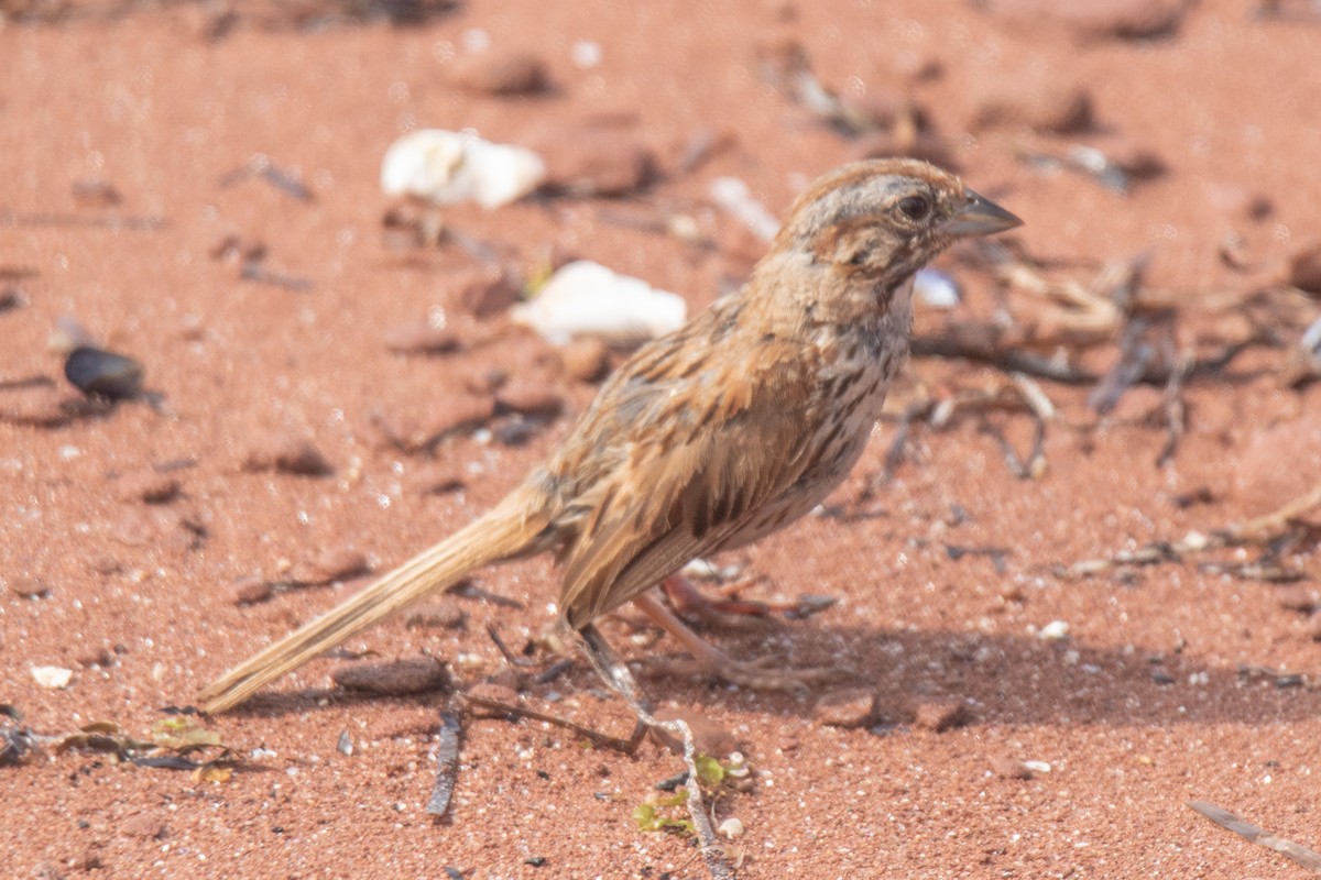 Song Sparrow - ML640907351