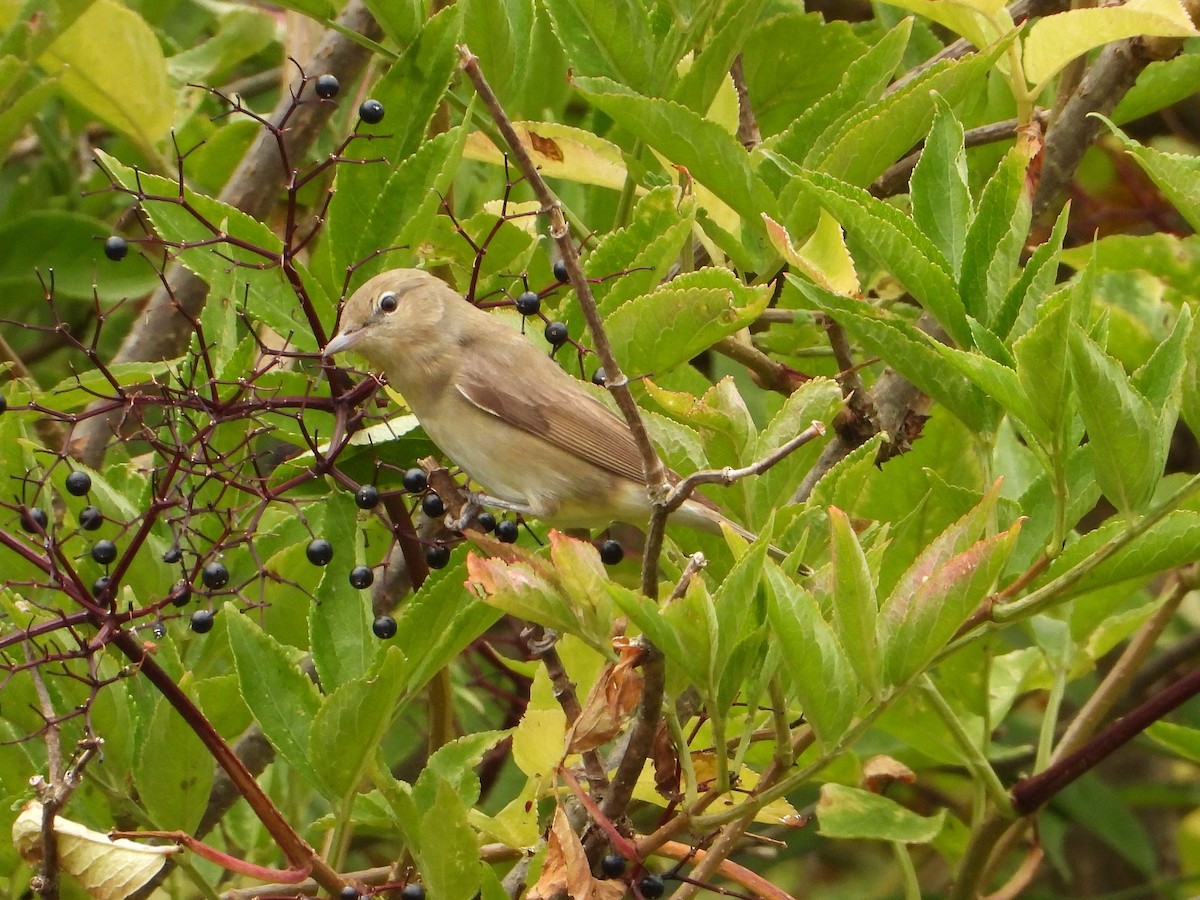 Garden Warbler - ML640907358