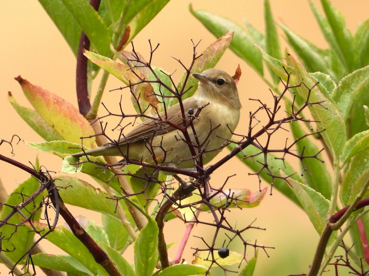 Garden Warbler - ML640907359