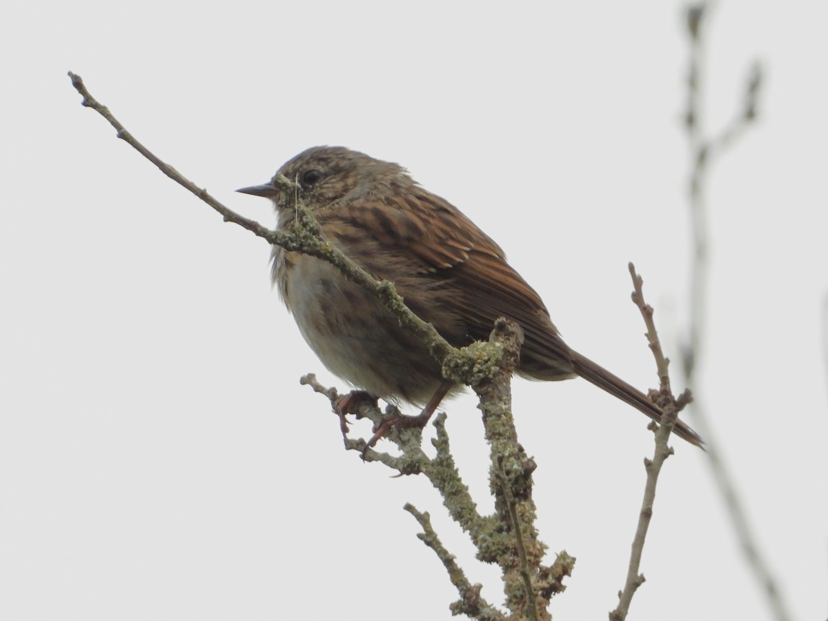 Dunnock - ML640907366