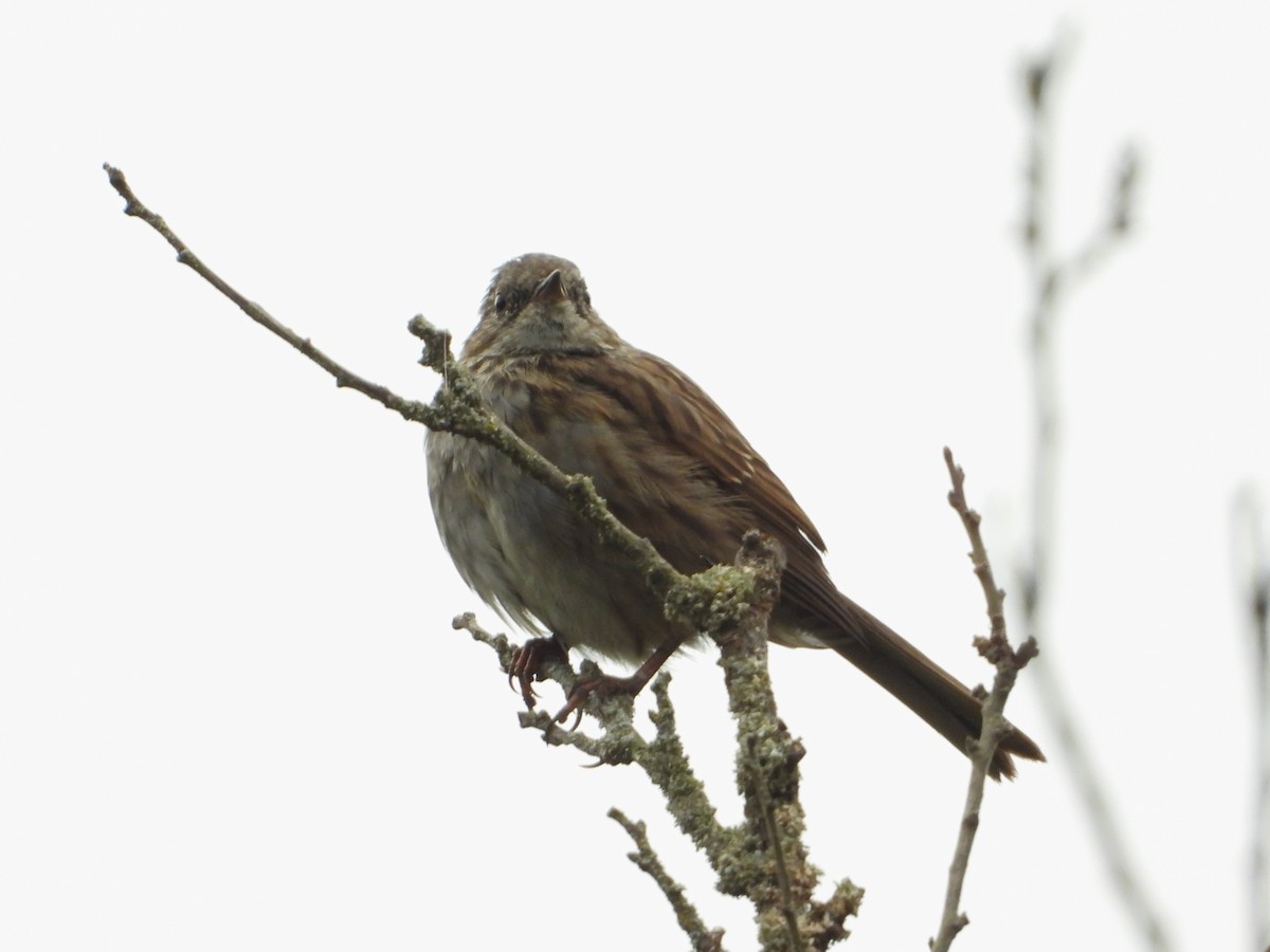 Dunnock - ML640907367