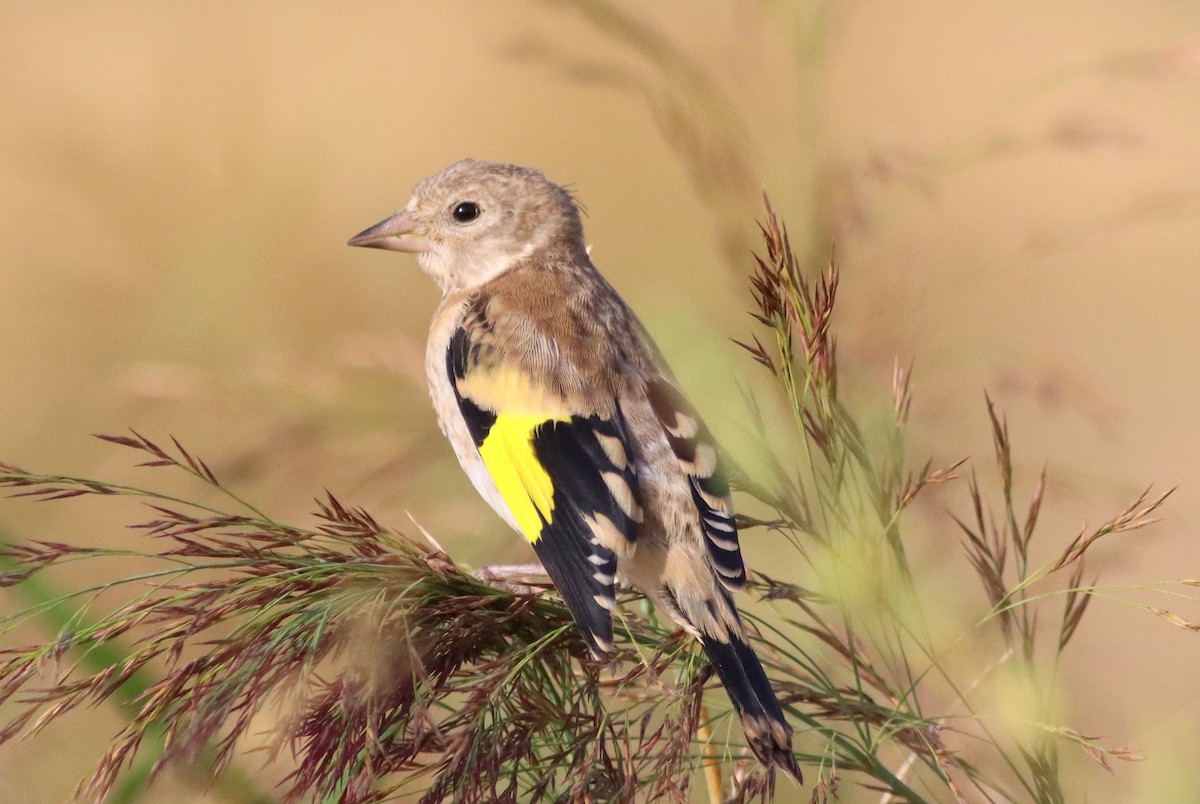 European Goldfinch - ML640907369