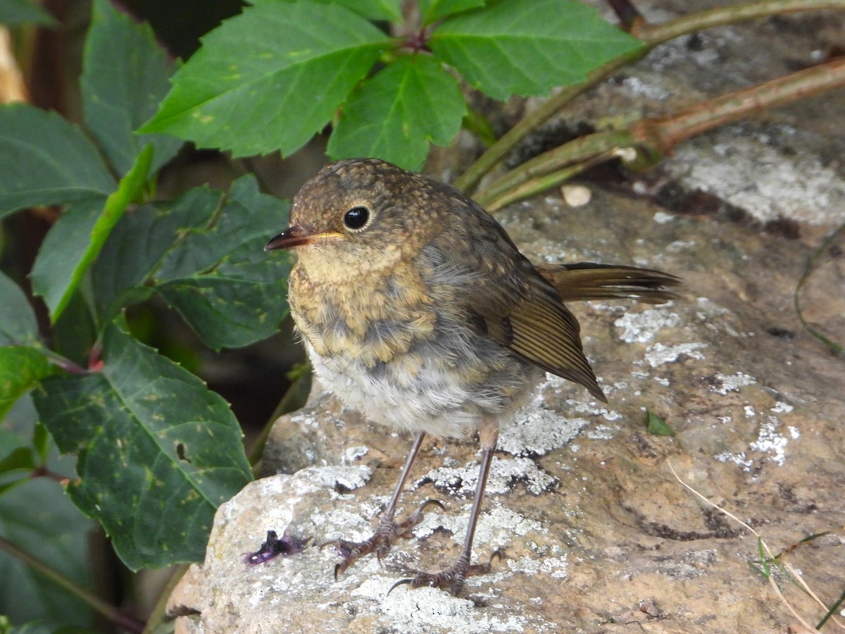 European Robin - ML640907379
