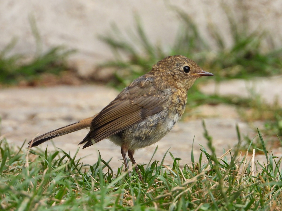 European Robin - ML640907380