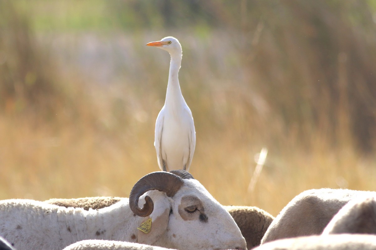 Western Cattle-Egret - ML640907384