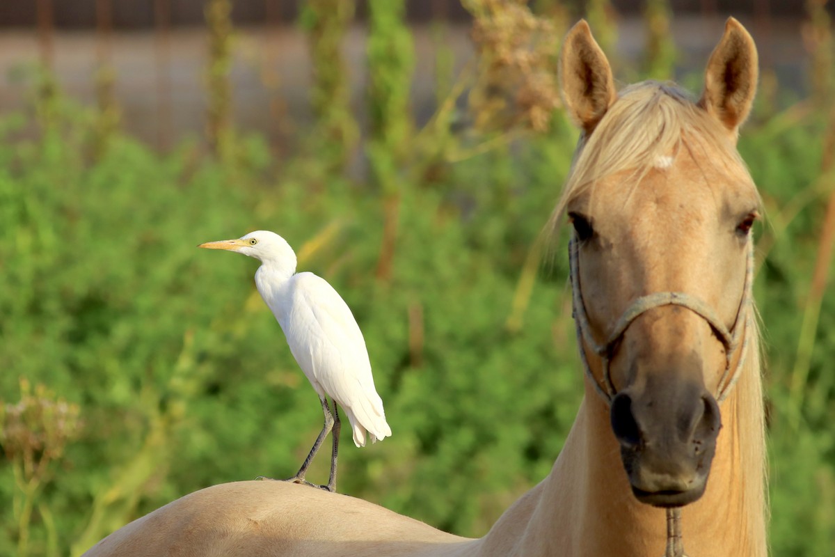 Western Cattle-Egret - ML640907385