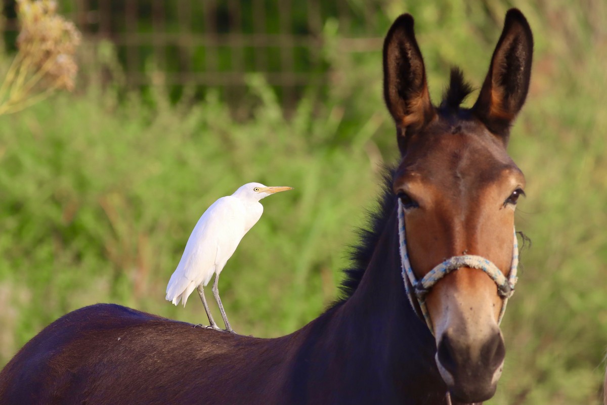 Western Cattle-Egret - ML640907386