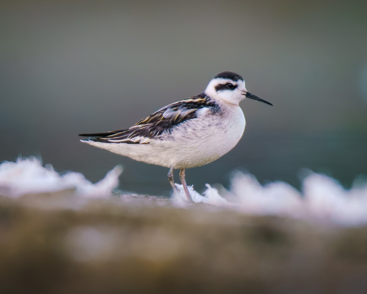 Red-necked Phalarope - ML640907387