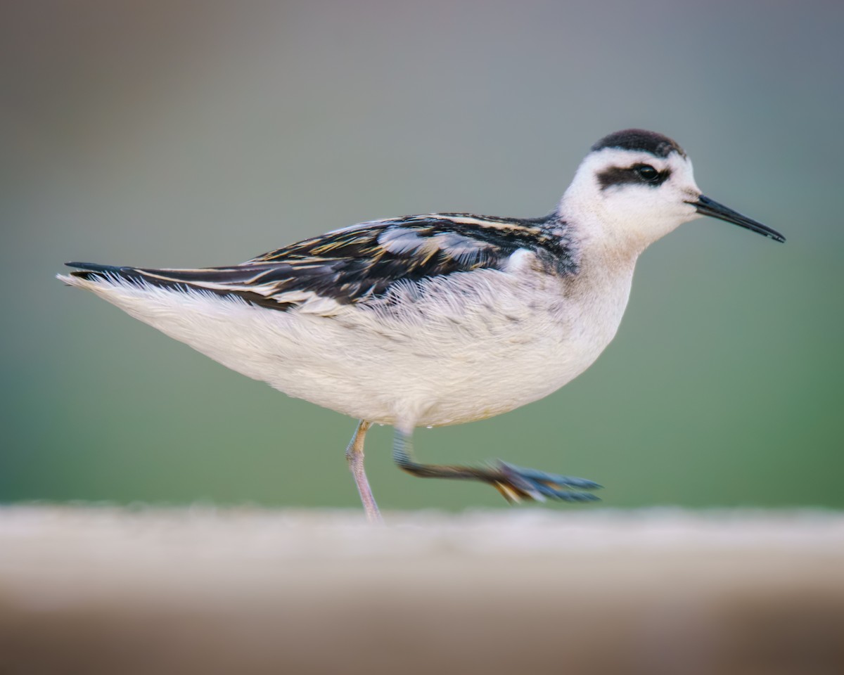 Red-necked Phalarope - ML640907389