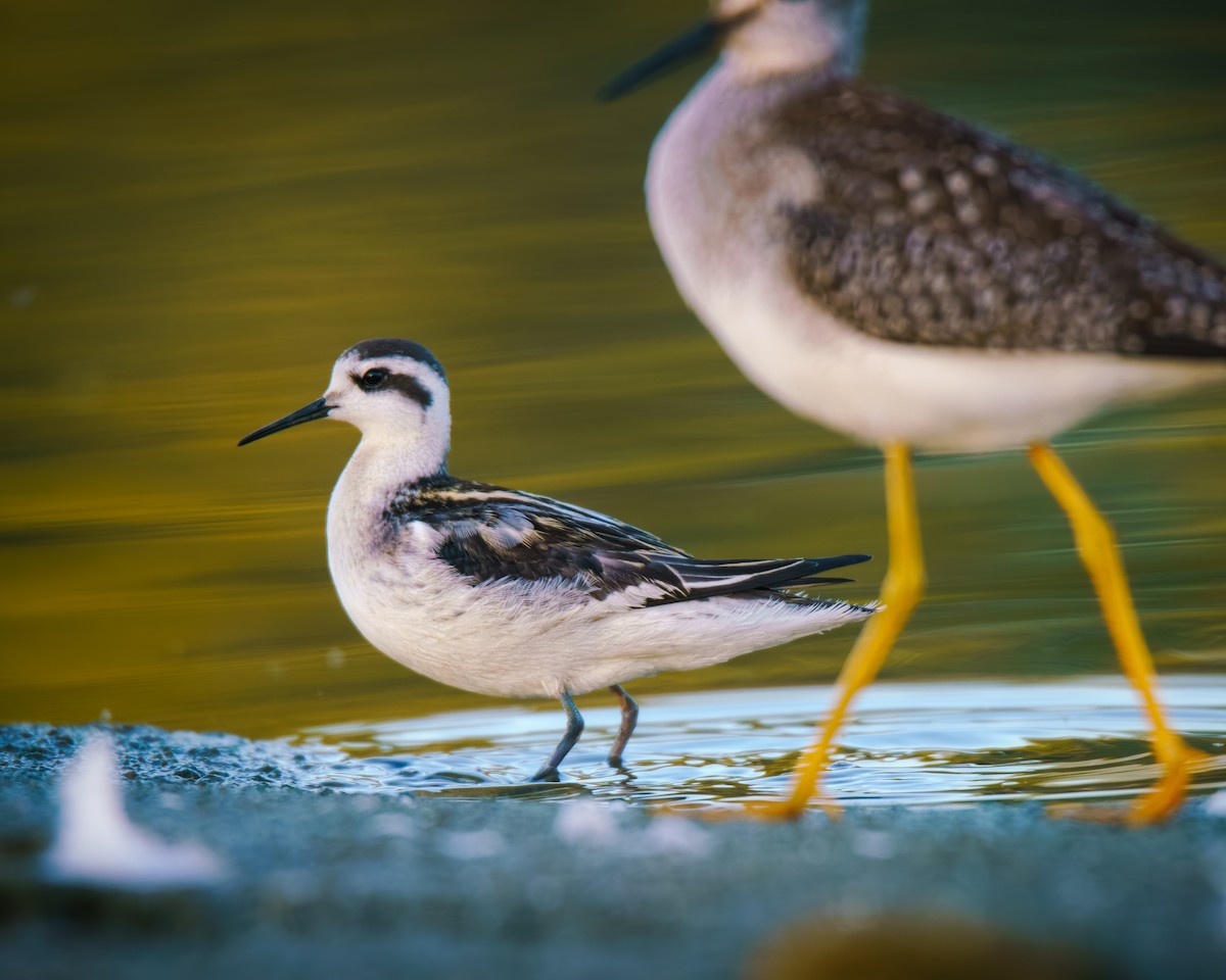 Red-necked Phalarope - ML640907390