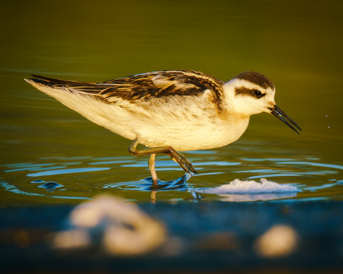 Red-necked Phalarope - ML640907392