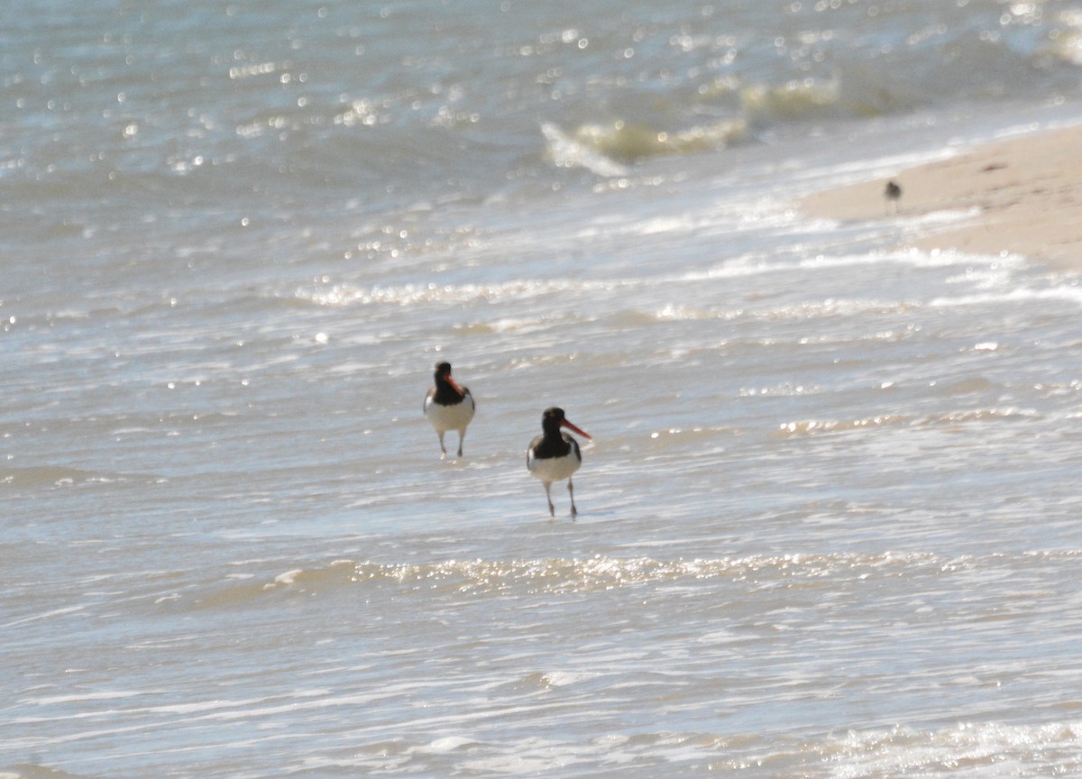 American Oystercatcher - ML640907394
