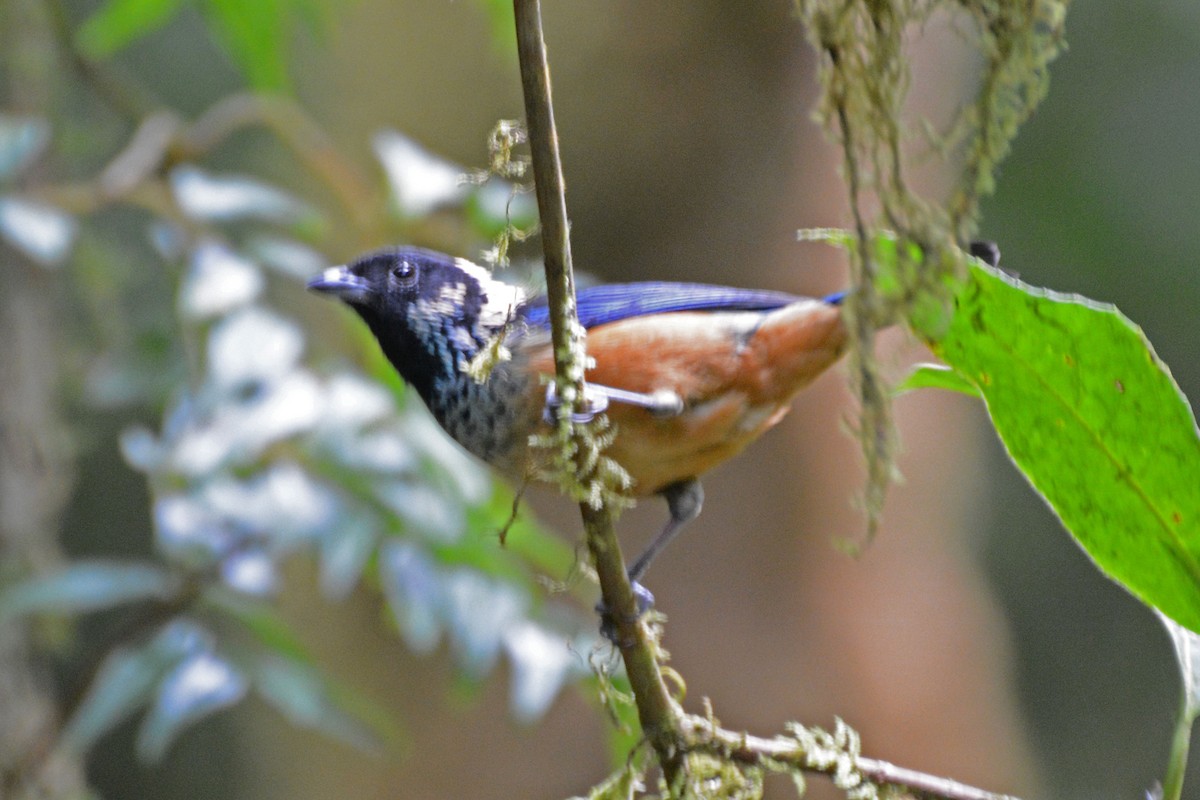 Spangle-cheeked Tanager - ML64090741