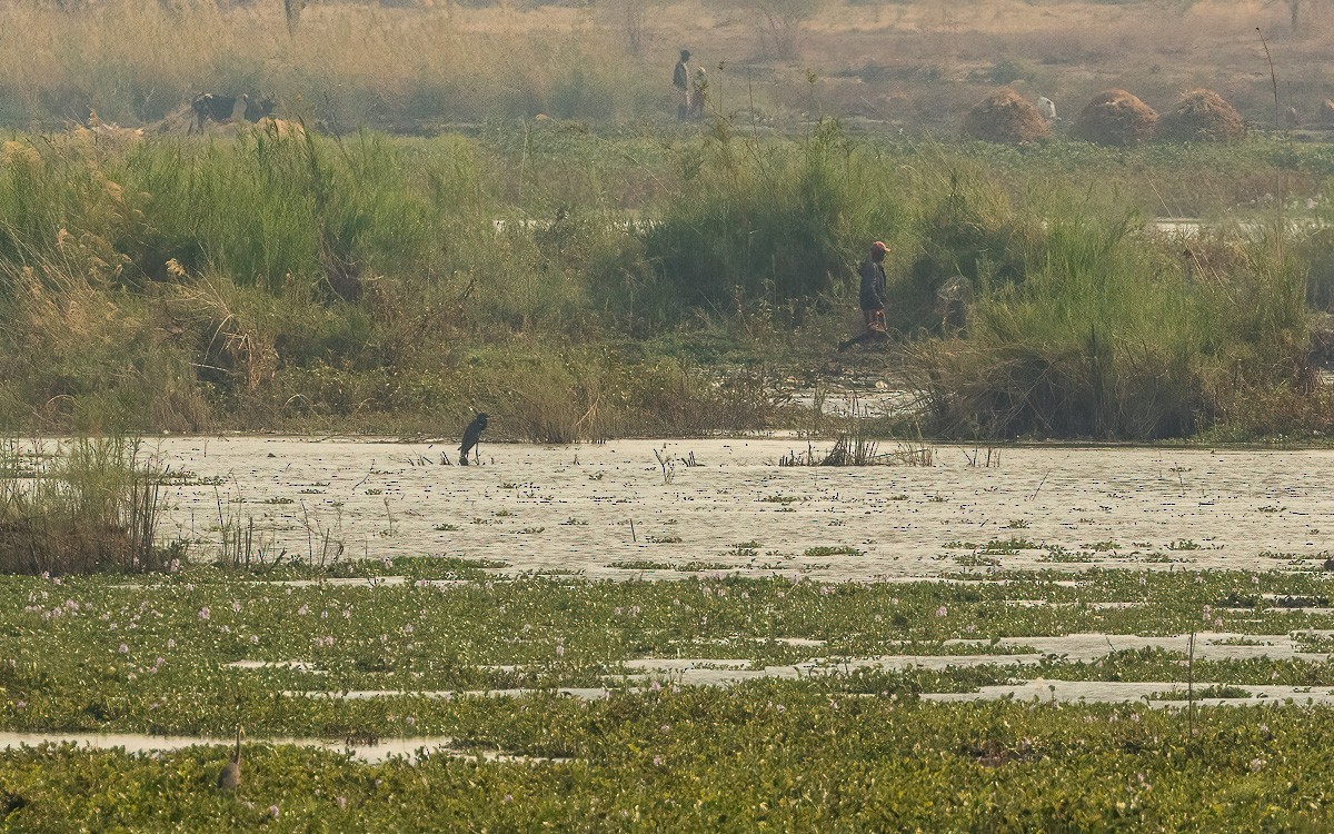 volavka madagaskarská - ML640907416