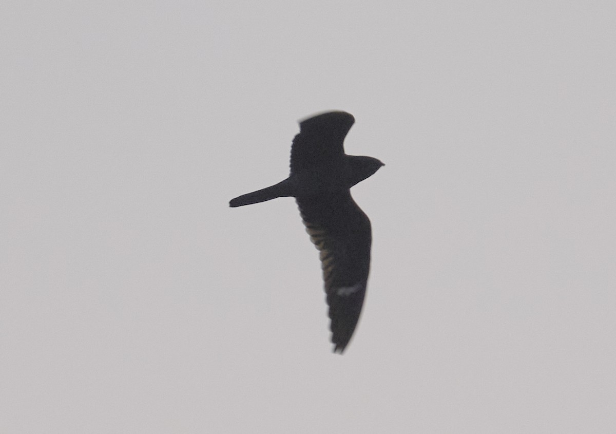 Common Nighthawk - ML640907423