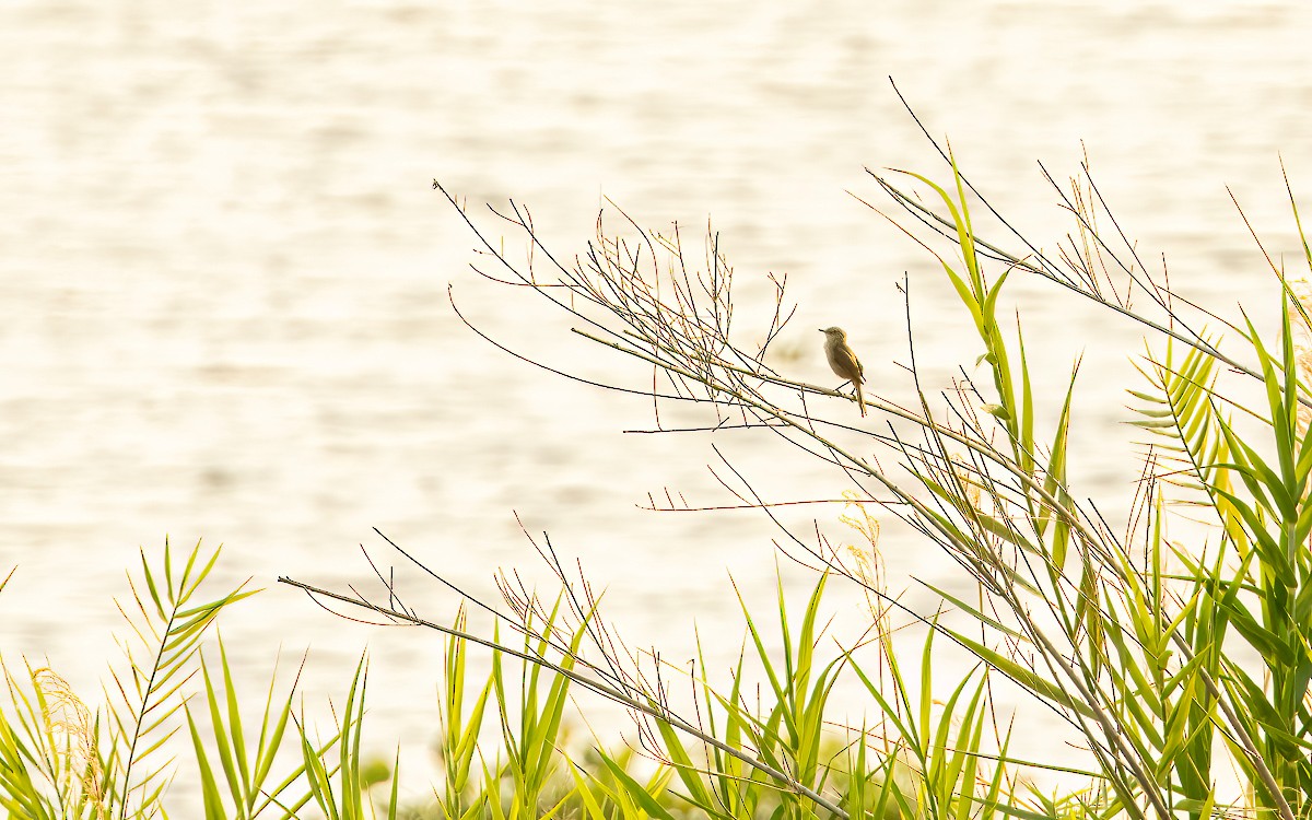 Madagascar Swamp Warbler - ML640907427