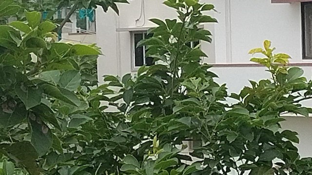Common Iora - ML640907463